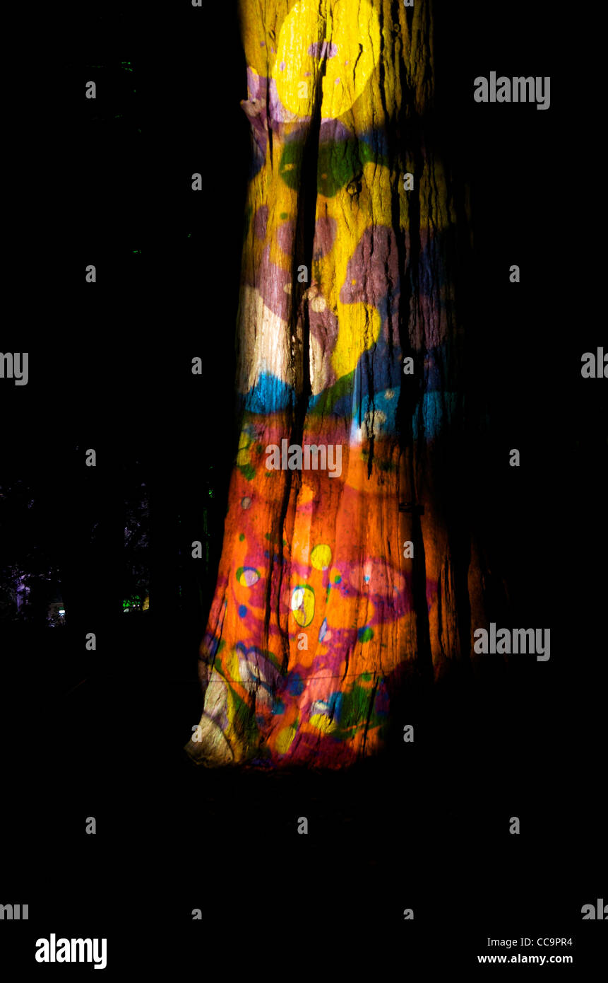 Beleuchteten Baum, UK Stockfoto