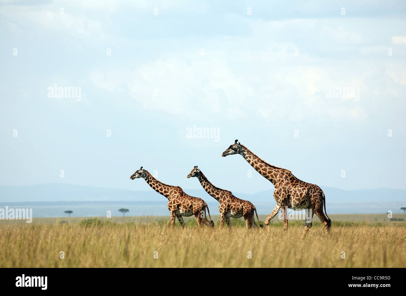 Drei Giraffen, Masai Mara National Reserve, Kenia, Ostafrika. Stockfoto