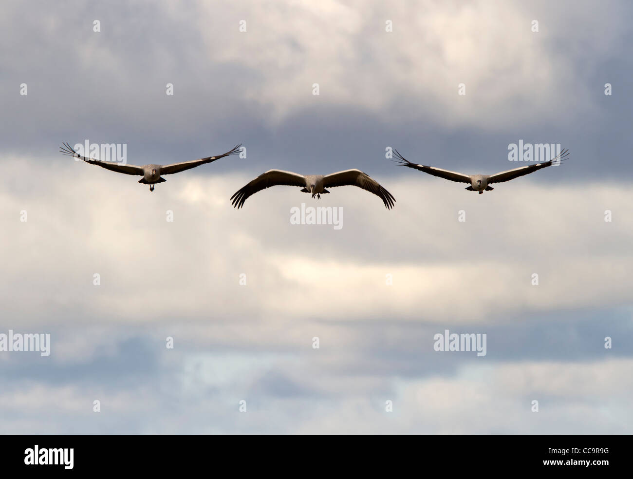 Fliegende Kraniche (Grus Grus) Stockfoto