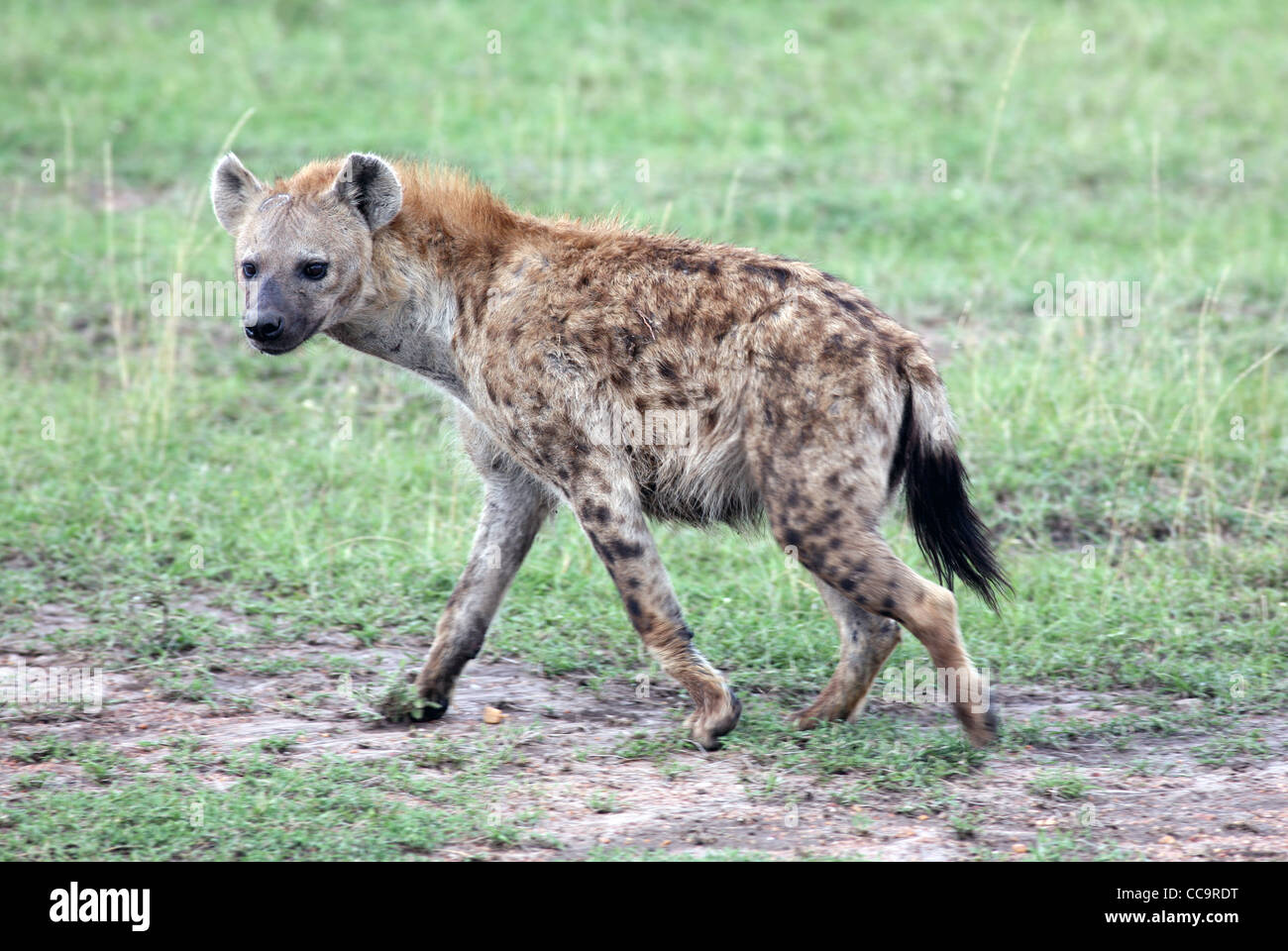 Eine gefleckte Hyäne, Masai Mara National Reserve, Kenia, Ostafrika. Stockfoto