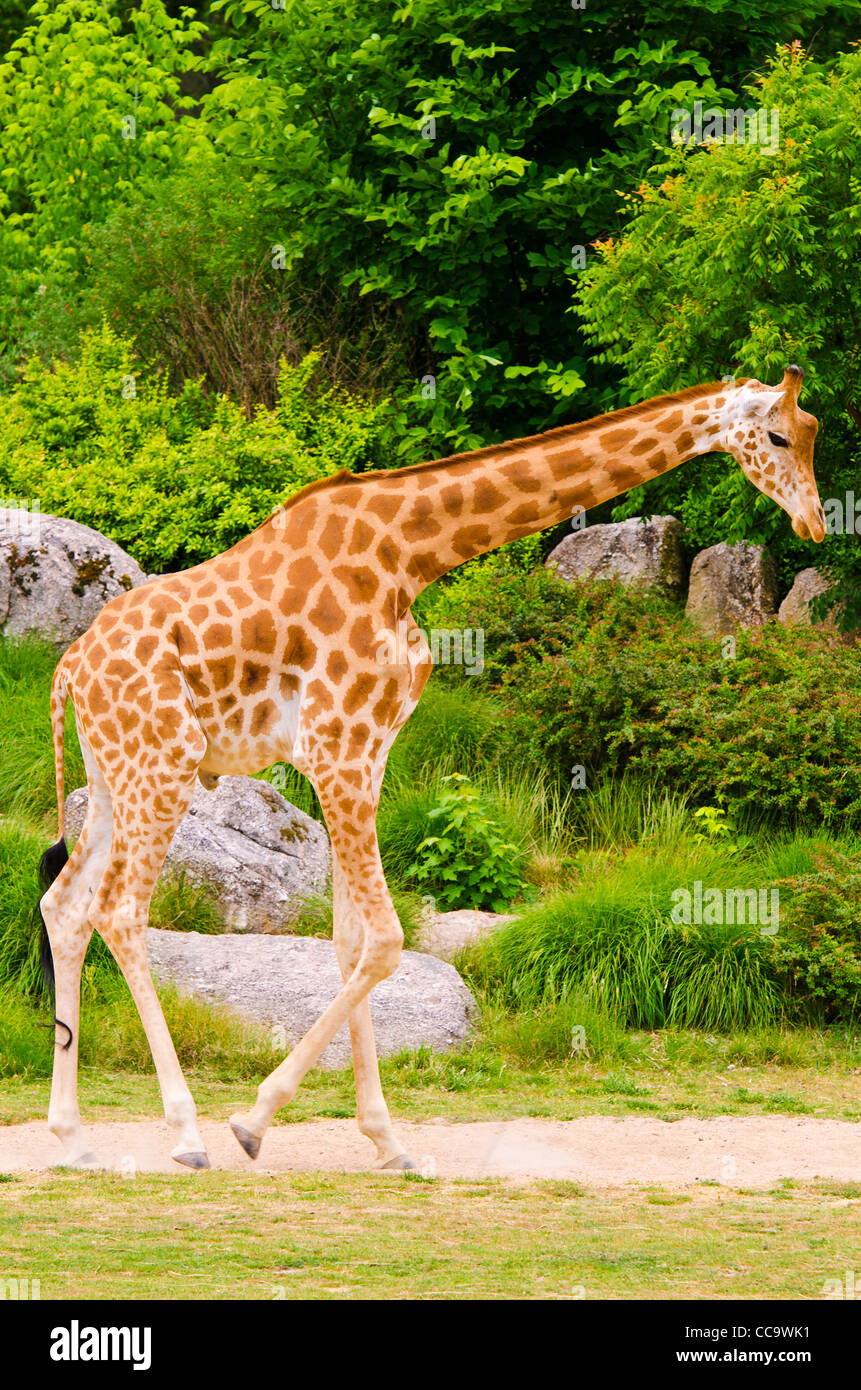 Giraffen im Zoo im Parc De La Tête d ' or, Lyon, Frankreich (UNESCO-Weltkulturerbe) Stockfoto