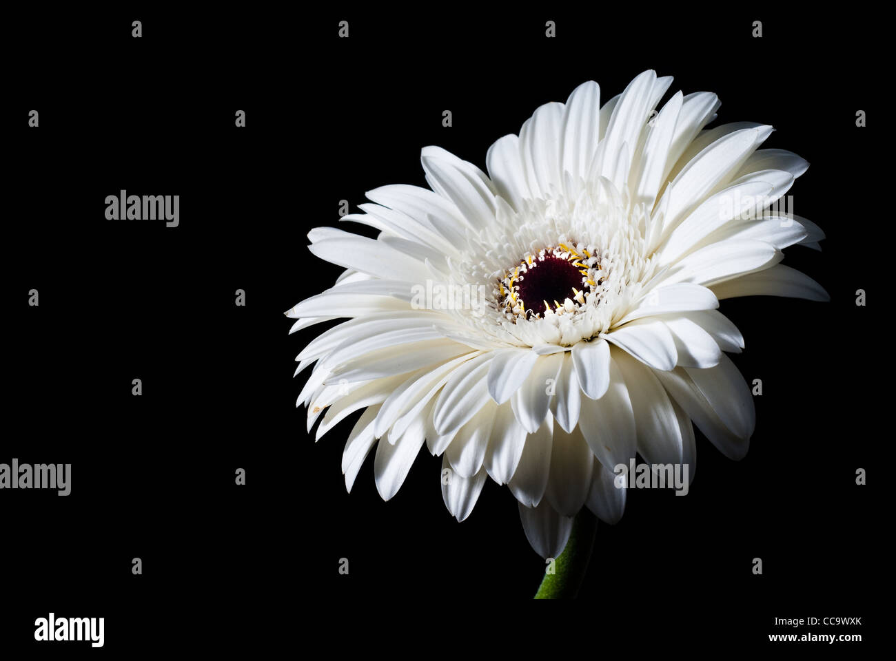 weiße Gerbera Blume auf schwarzem Hintergrund isoliert Stockfoto