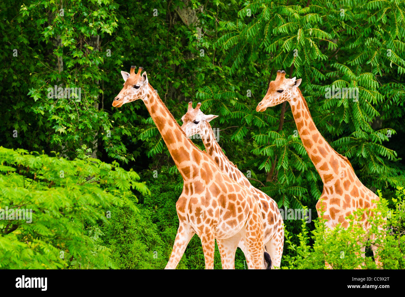 Giraffen im Zoo im Parc De La Tête d ' or, Lyon, Frankreich (UNESCO-Weltkulturerbe) Stockfoto