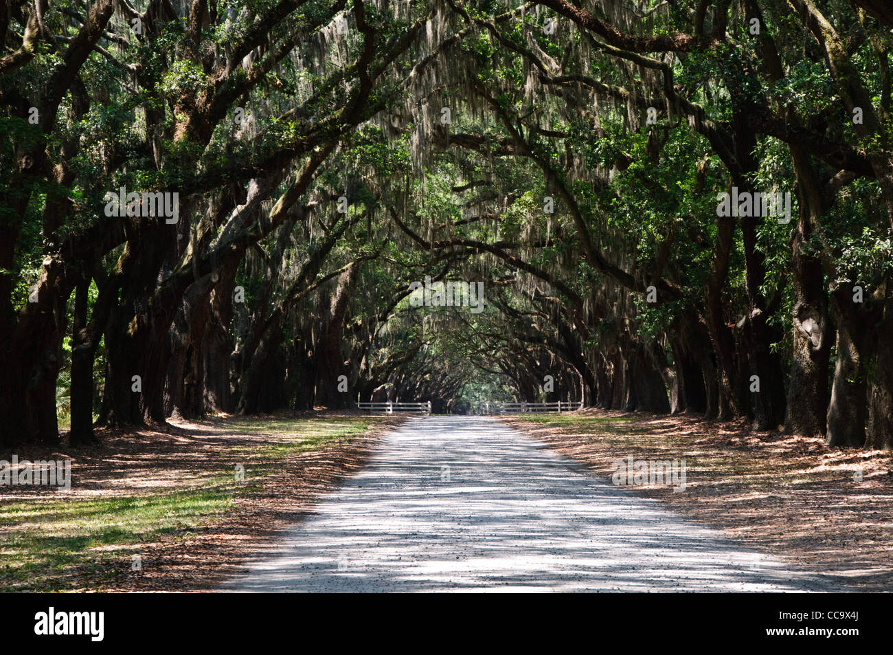 Koloniale Allee von Eichen, Wormsloe State Historic Site, Skidaway Road, Savannah, Georgia Stockfoto