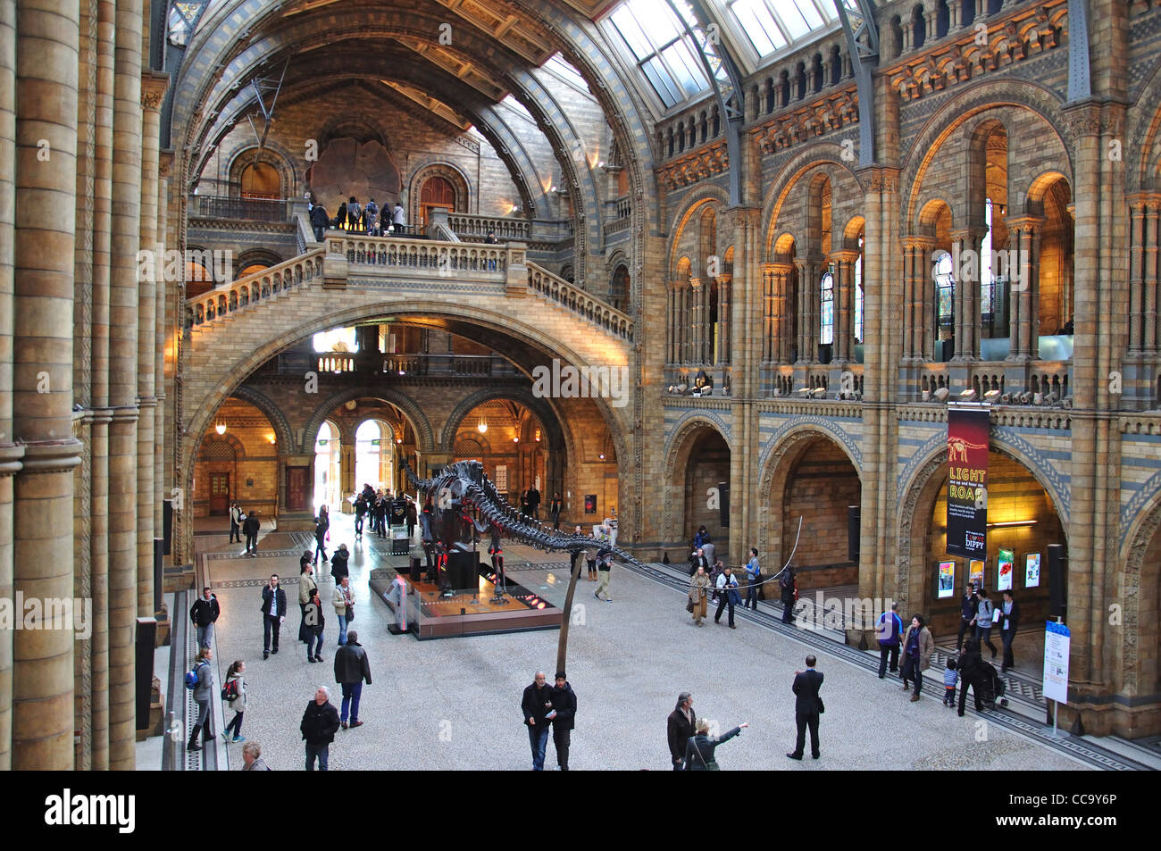 Dinosaurier-Skelett in Central Hall im Natural History Museum, Cromwell Road, Kensington, Greater London, England, Vereinigtes Königreich Stockfoto