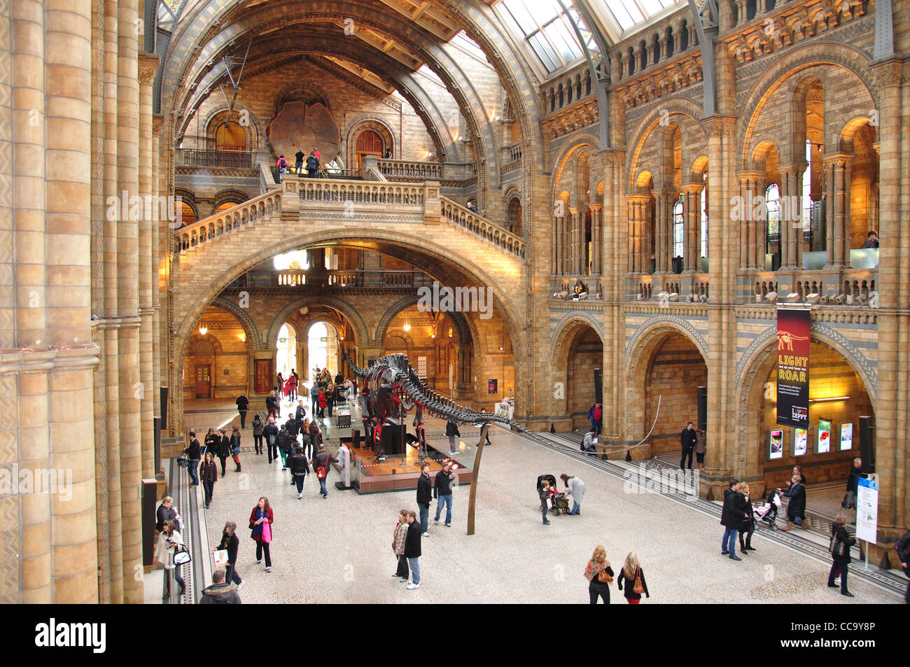 Dinosaurier-Skelett in Central Hall im Natural History Museum, Cromwell Road, Kensington, Greater London, England, Vereinigtes Königreich Stockfoto