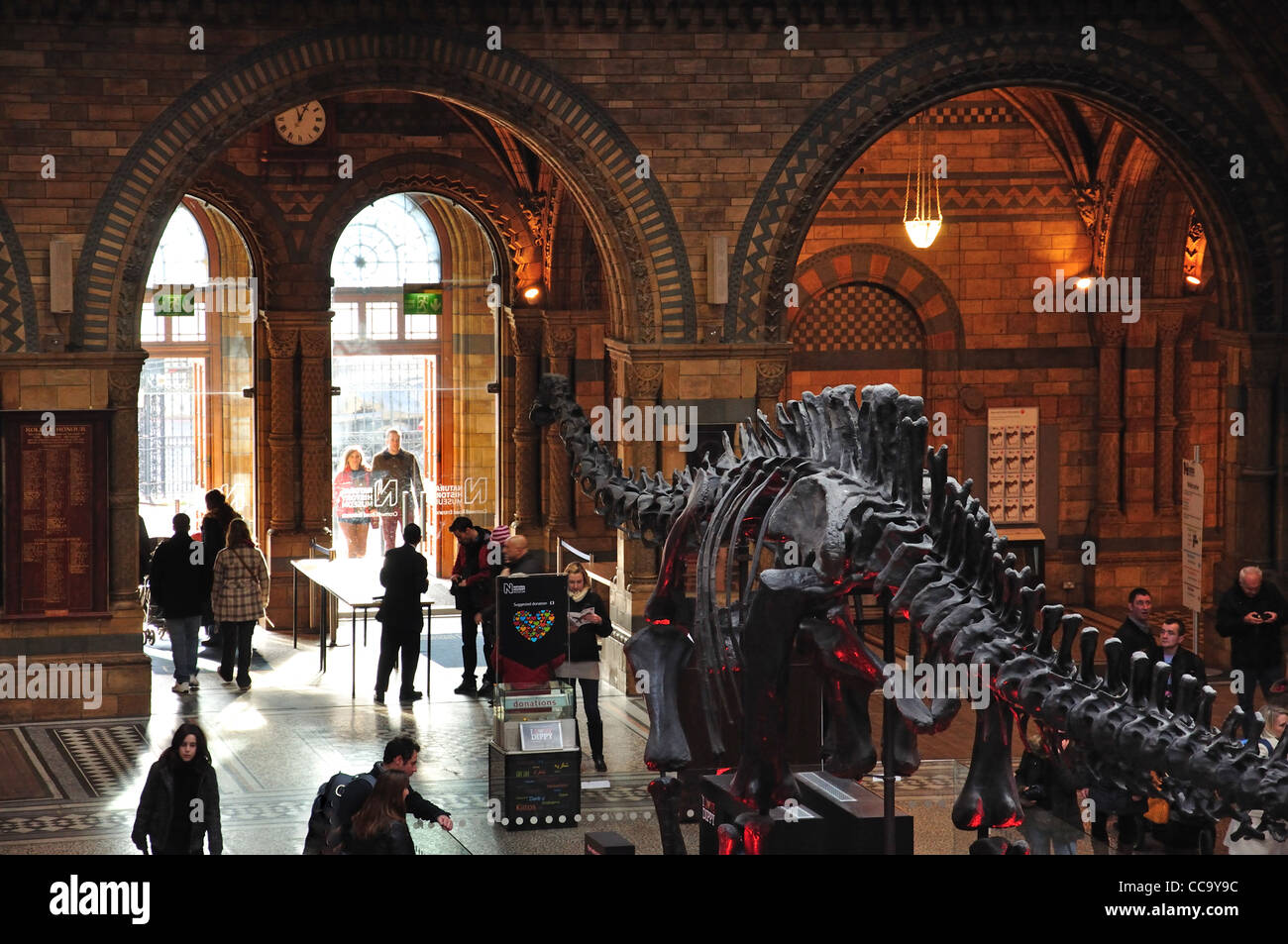 Dinosaurier-Skelett in Central Hall im Natural History Museum, Cromwell Road, Kensington, Greater London, England, Vereinigtes Königreich Stockfoto