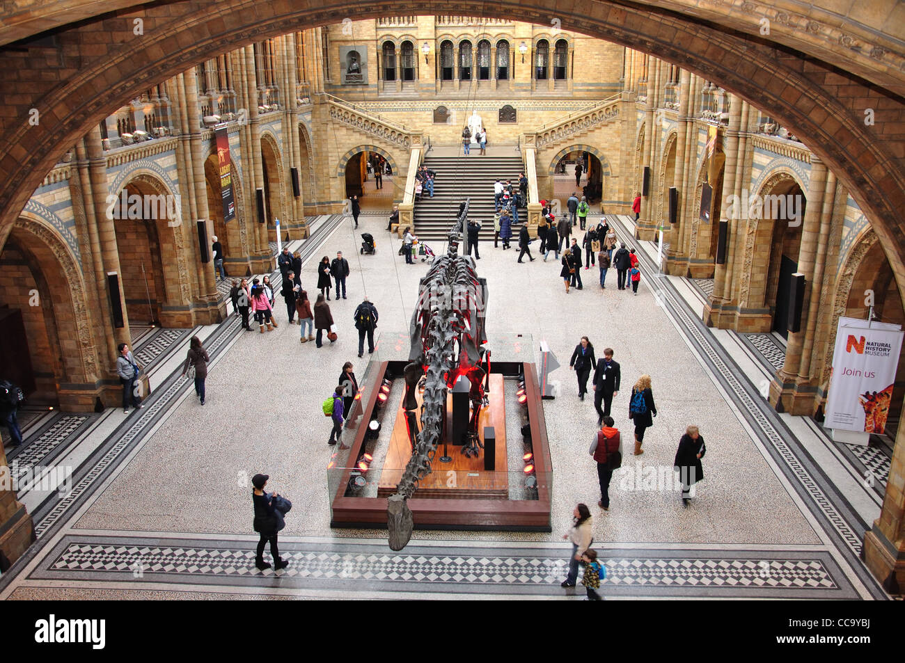 Dinosaurier-Skelett in Central Hall im Natural History Museum, Cromwell Road, Kensington, Greater London, England, Vereinigtes Königreich Stockfoto