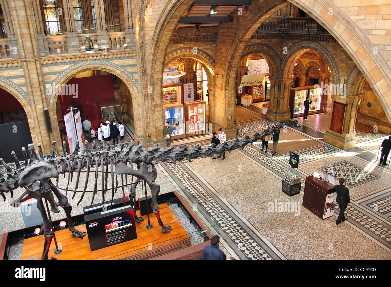 Dinosaurier-Skelett in Central Hall im Natural History Museum, Cromwell Road, Kensington, Greater London, England, Vereinigtes Königreich Stockfoto