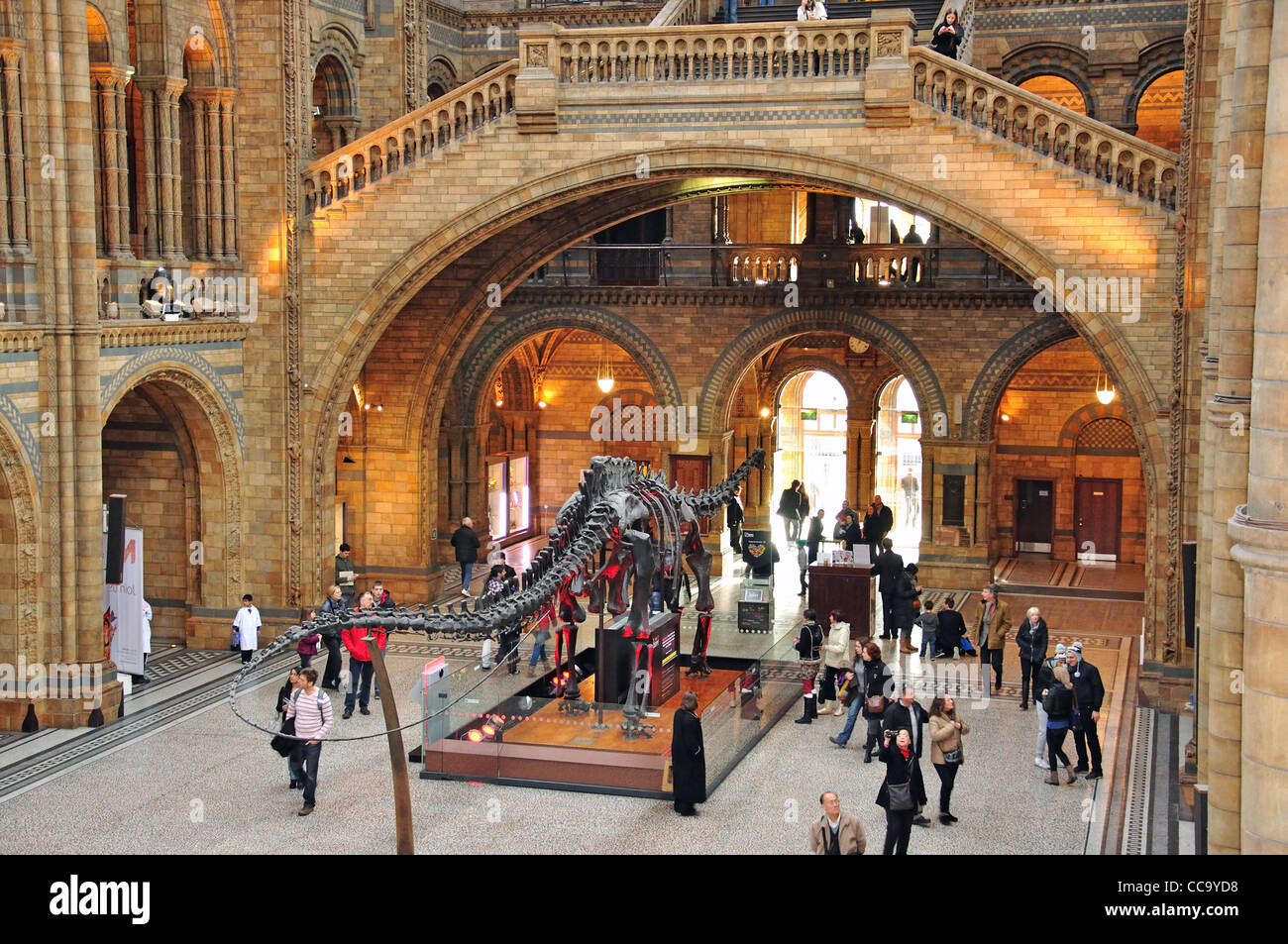 Dinosaurier-Skelett in Central Hall im Natural History Museum, Cromwell Road, Kensington, Greater London, England, Vereinigtes Königreich Stockfoto