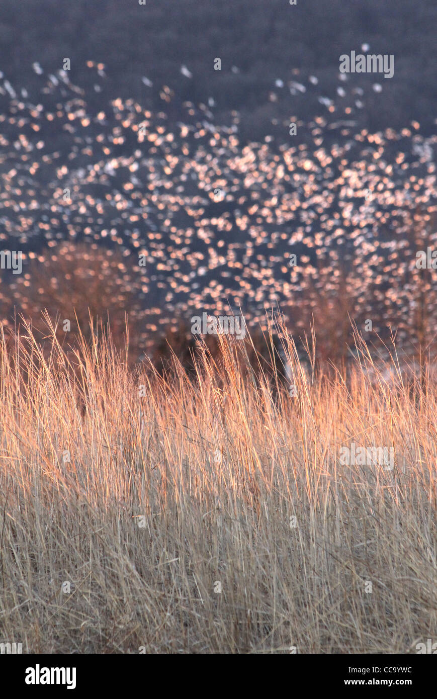 Morgensonne auf der hohe Gräser und Migrieren von Schneegänsen in der Ferne an der Middle Creek Wildlife Management Area, PA, USA. Stockfoto
