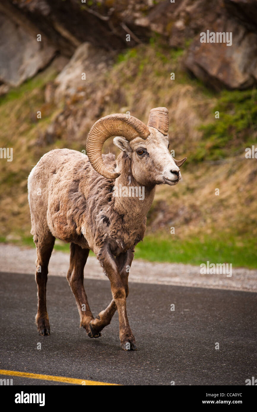 Dickhornschafe zu Fuß unterwegs im Frühling in Alberta Rocky Mountains. Stockfoto