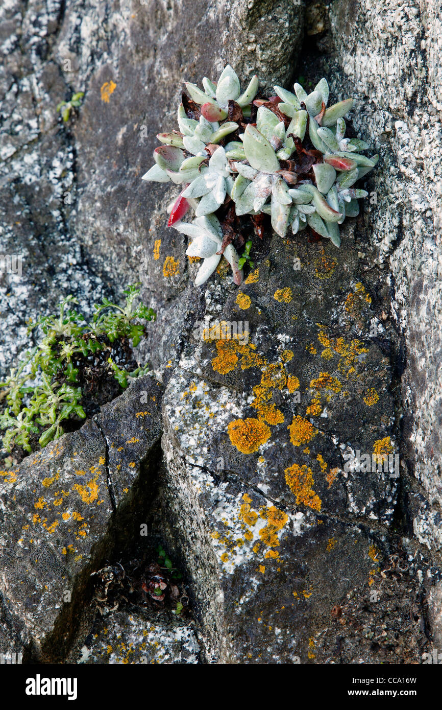 Wilde Blumen Stockfoto