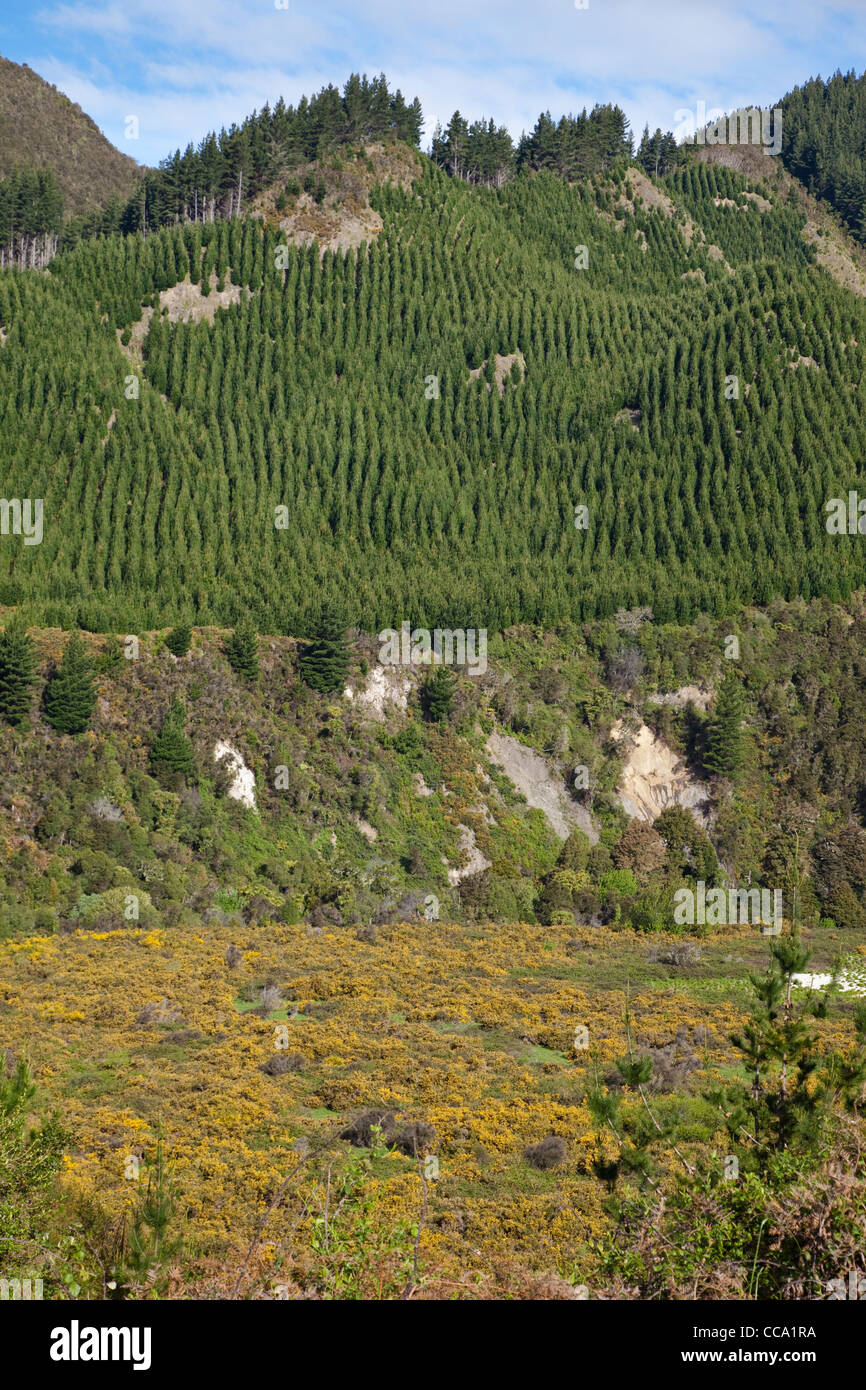Neuseeland, Nordinsel. Anbau von Bäumen als eine Export-Ernte. Stockfoto