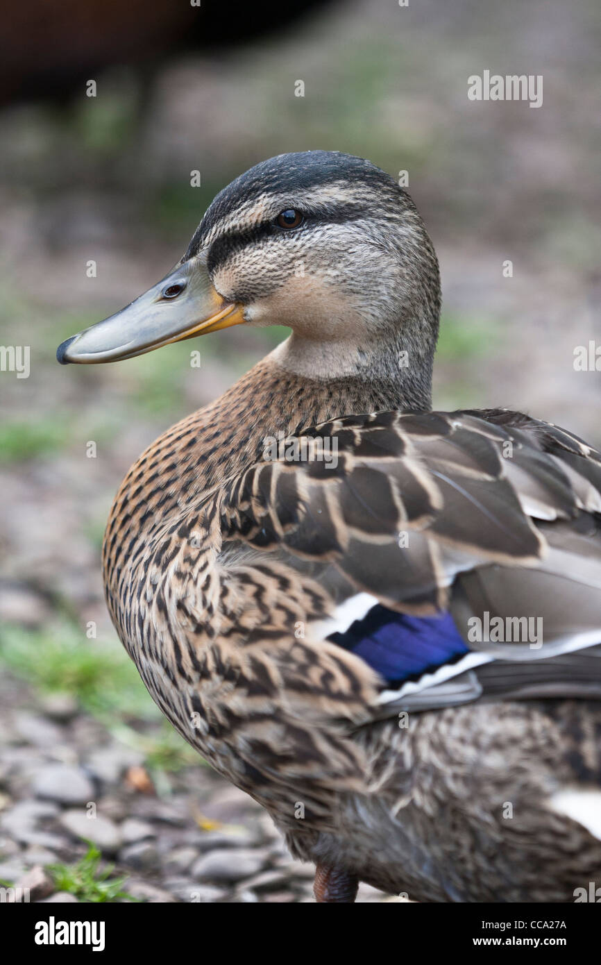 Profil Portrait eines weiblichen Stockente (Anas platyrhynchos) Stockfoto