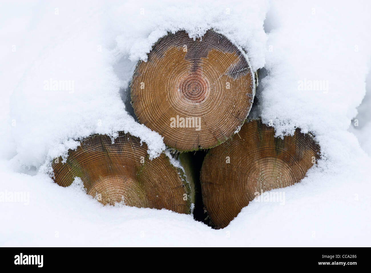 Drei gesägten Protokolle mit Schnee bedeckt. Stockfoto