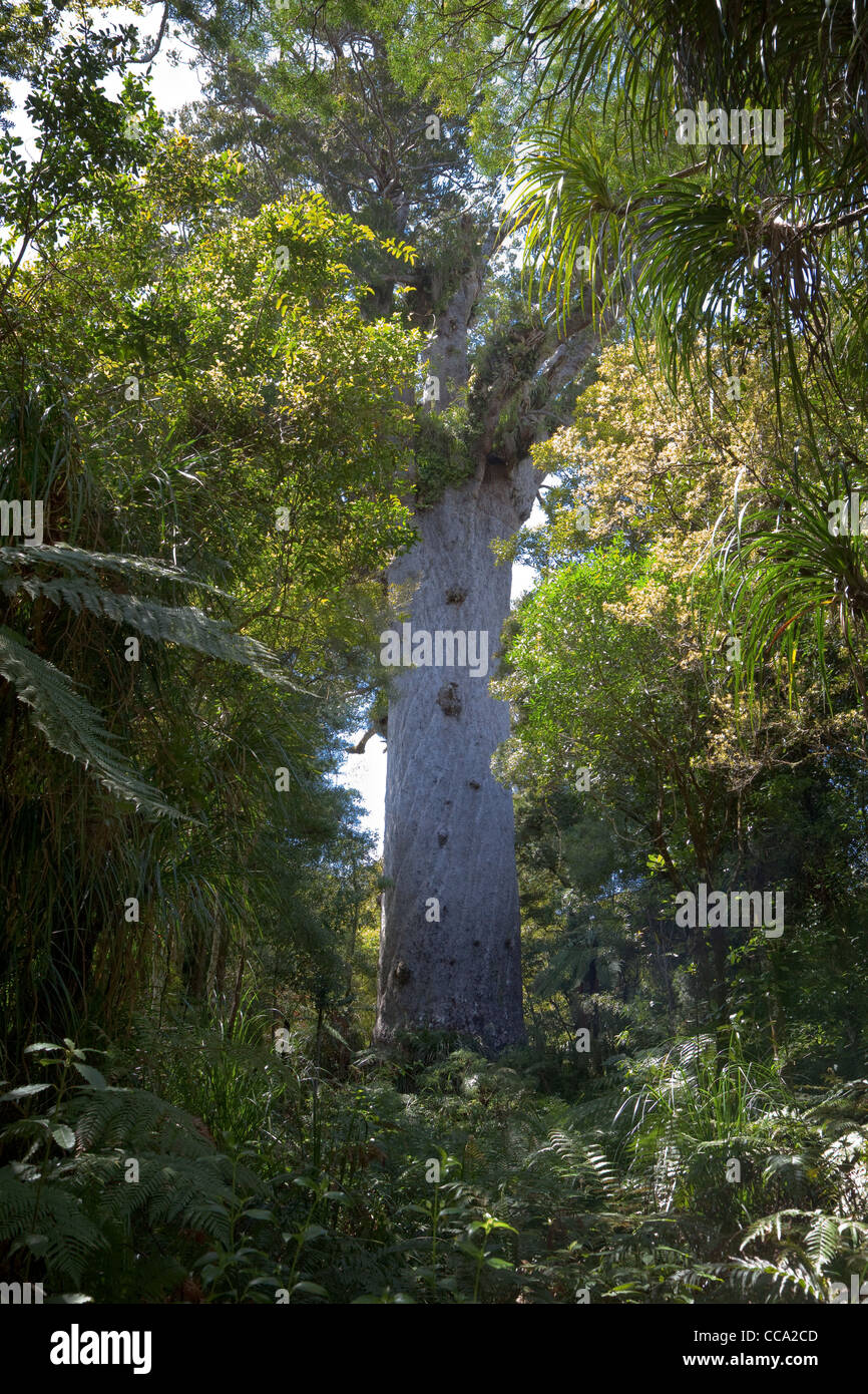 Neuseeland. Tane Mahuta, größten lebenden Kauri-Baum. Stockfoto