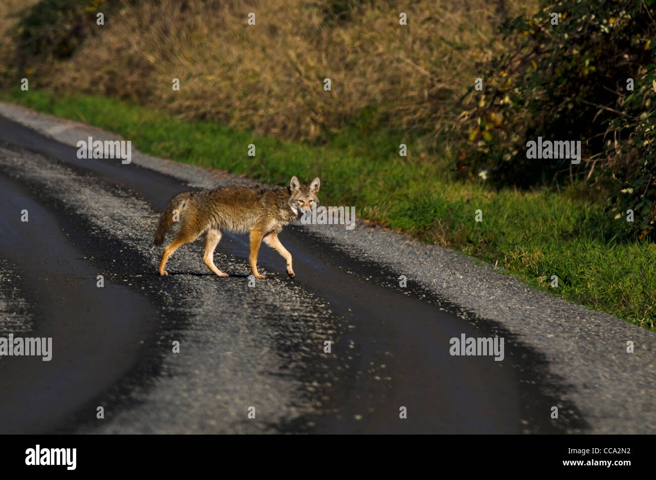 Coyote, überqueren die Fahrbahn in Ridgefield National Wildlife Refuge Stockfoto