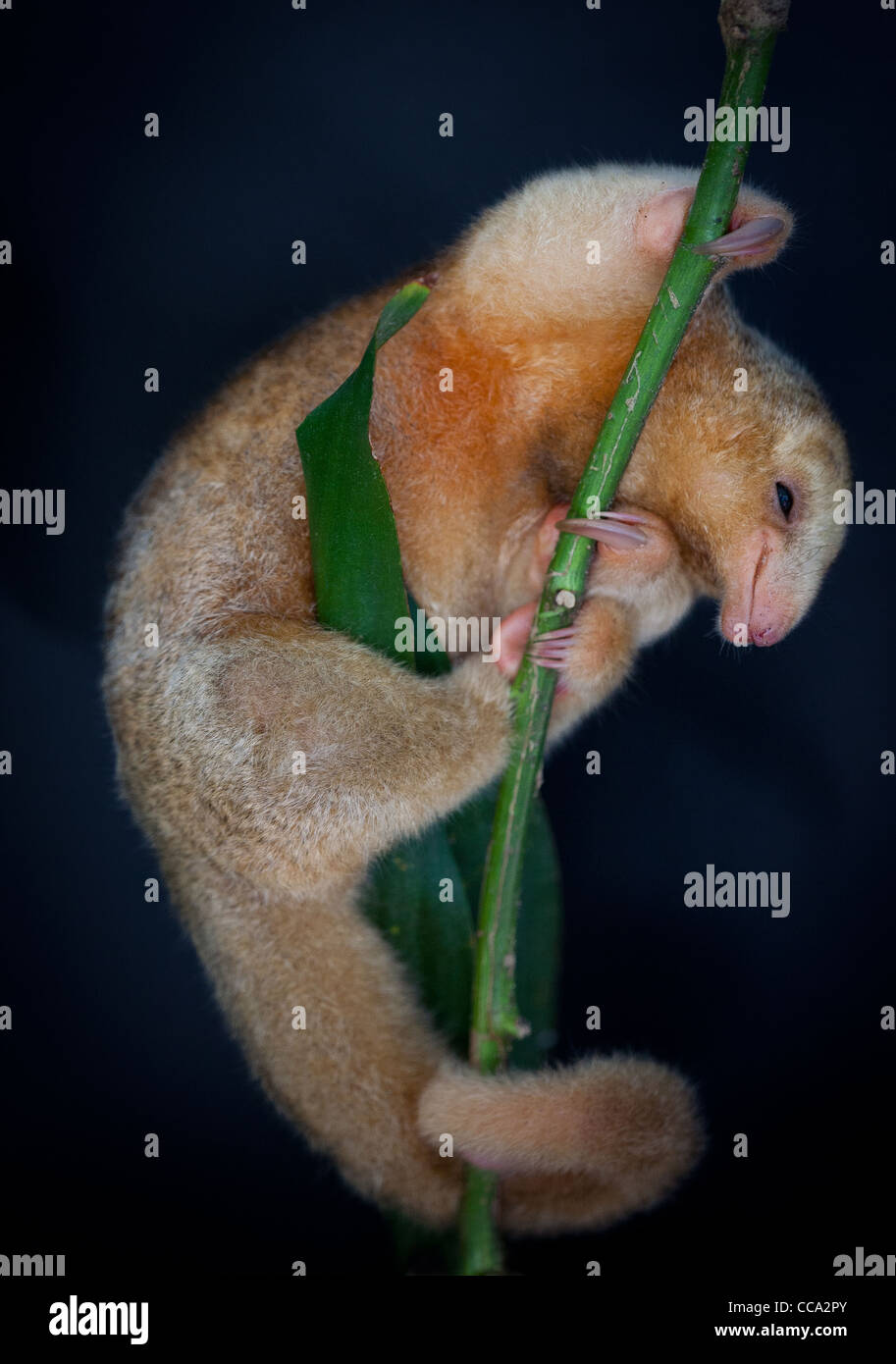 Wildtiere aus Panama mit einem seidigen Ameisenbär, Cyclopes didactylus, in einem Wald nahe Penonome in der Provinz Cocle, Republik Panama, Mittelamerika. Stockfoto