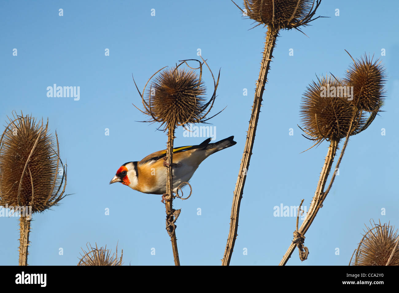 einzelne Stieglitz Zuchtjahr Zuchtjahr thront auf teasal Stamm Stockfoto