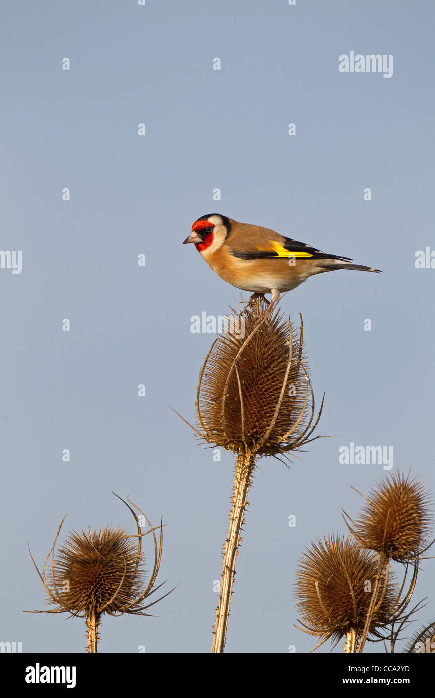 einzelne Stieglitz Zuchtjahr Zuchtjahr thront auf teasal Stamm Stockfoto