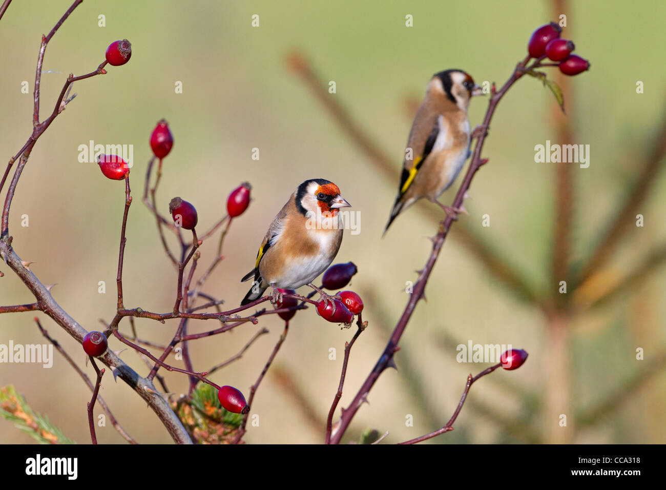 ein paar Stieglitze Zuchtjahr Zuchtjahr gehockt Hagebutten Stockfoto