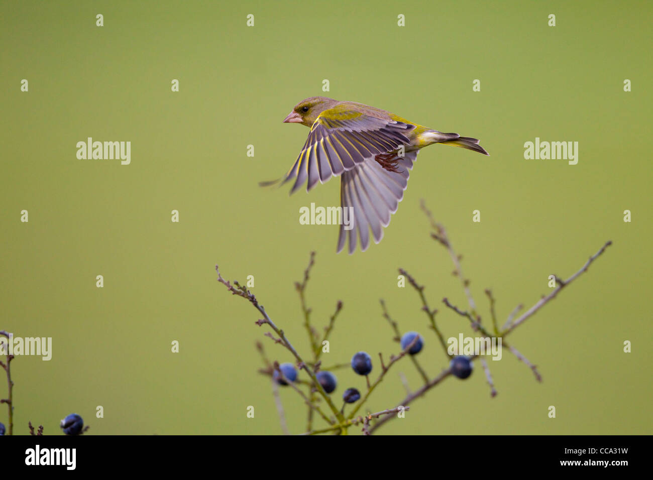 Grünfink Zuchtjahr Chloris im Flug von Blackthorn Hecke Stockfoto