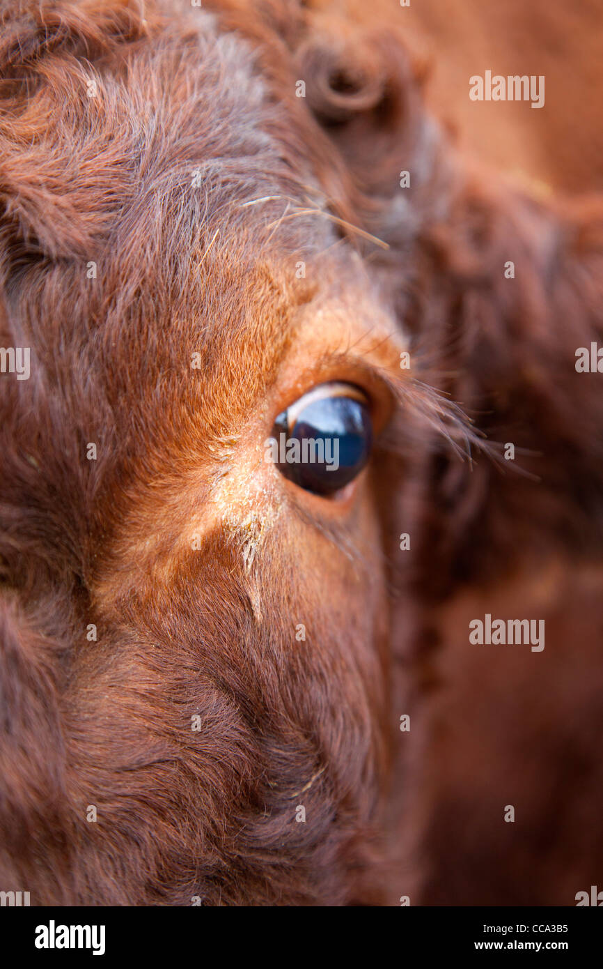 Roten Devon Kuh; Nahaufnahme von Augen- und Kopfbewegungen Stockfoto