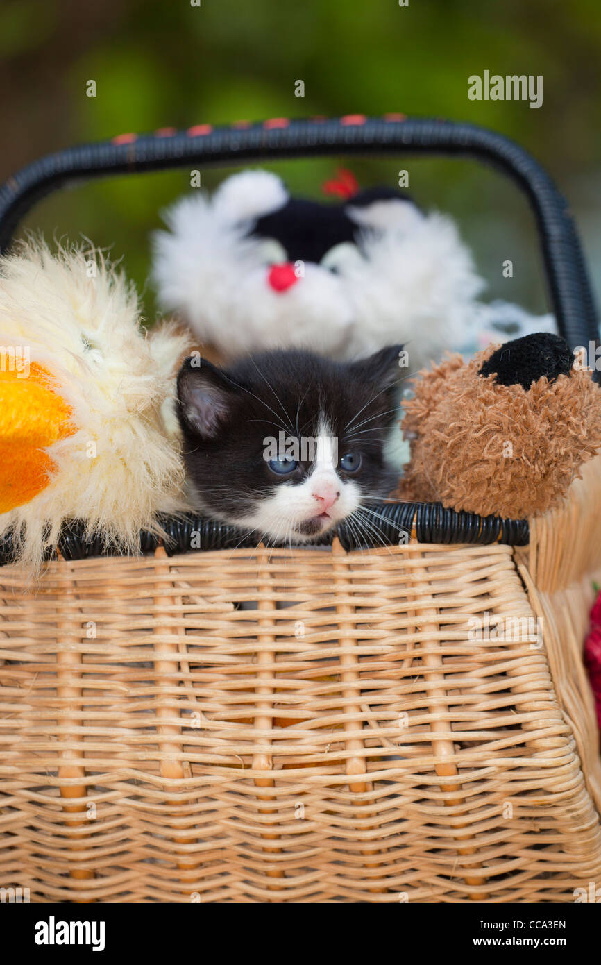 Kätzchen im Korb mit Kuscheltieren, UK Stockfoto