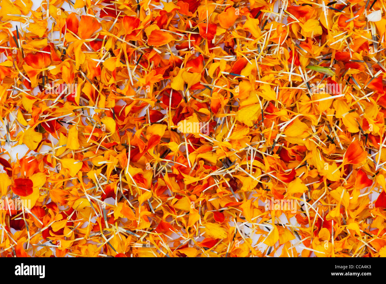 Ringelblume Blüten auf weißem Hintergrund Stockfoto