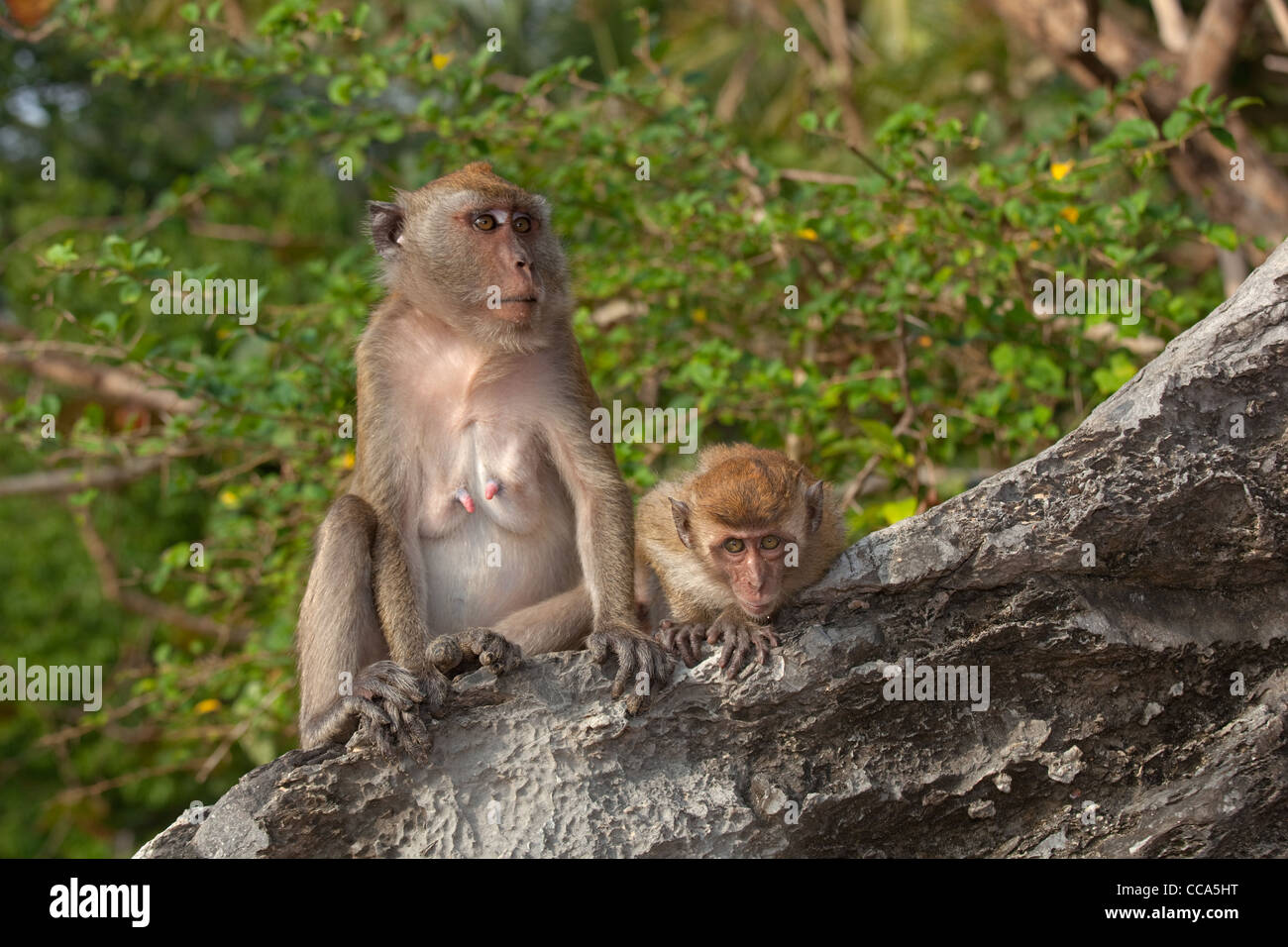 Porträt von Krabben essen Makaken Macaca Fasdicularis und Kleinkind in küstennahen Wald Lebensraum Thailand Stockfoto