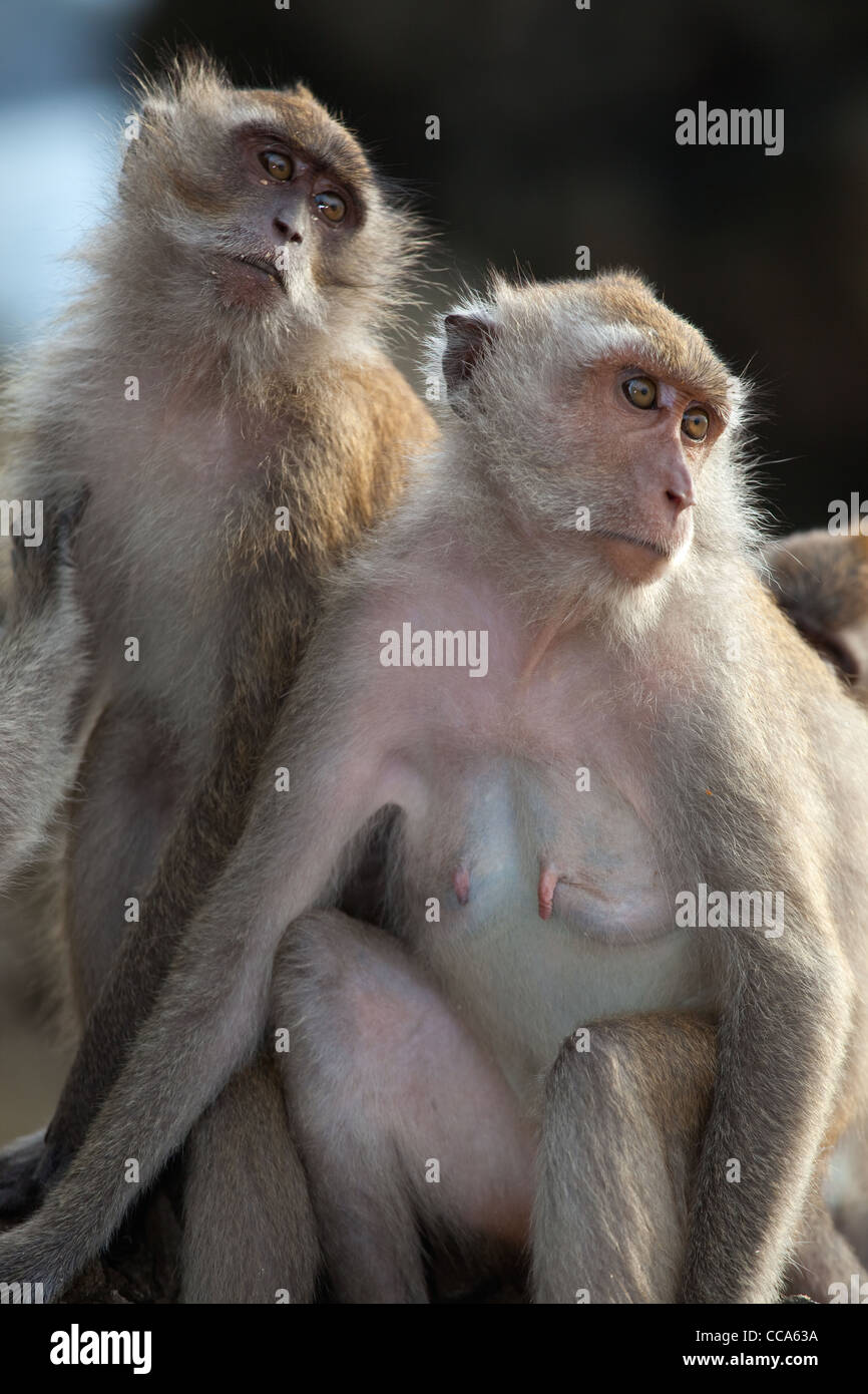 Krabbe-Essen Makaken Macaca Fasdicularis Pflege Südthailand Stockfoto