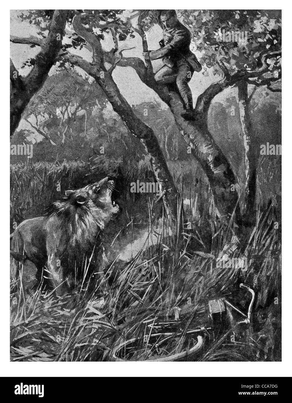 1916 Ostafrika Lion angreifendes Versand Rider Motorrad Messenger Räuber Beute wildes Tier king Dschungel Safari Busch versteckt Baum Stockfoto