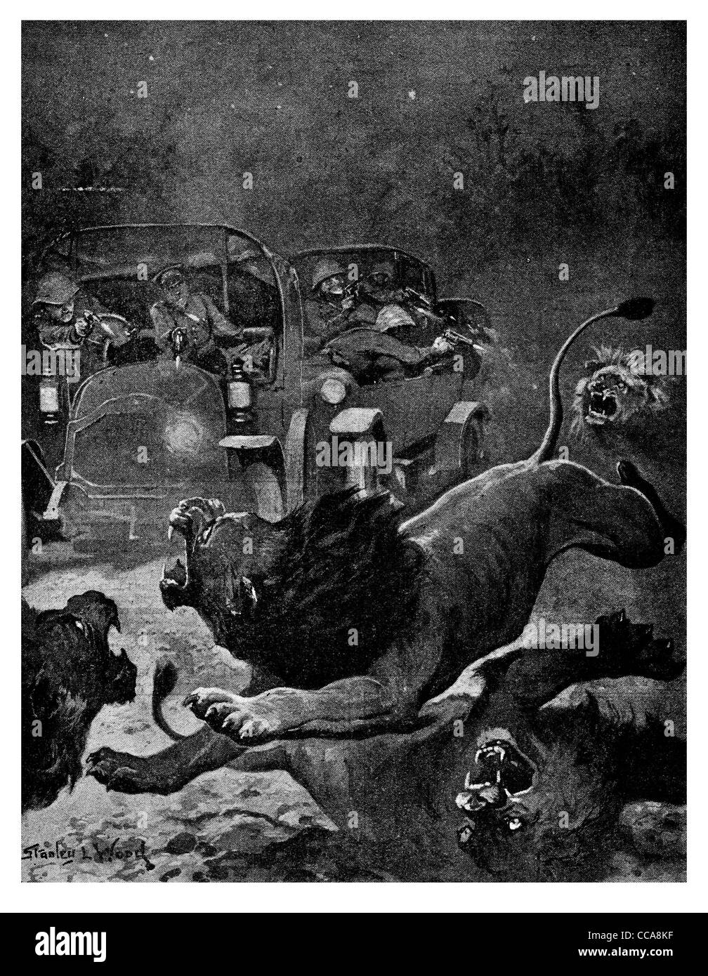 1916 Ostafrika angreifendes wildes Löwen Kilimanjaro Afrika Fahrzeug Absturz Jagd Jagd Räuber Beute Jäger Tier king Dschungel Klaue Stockfoto