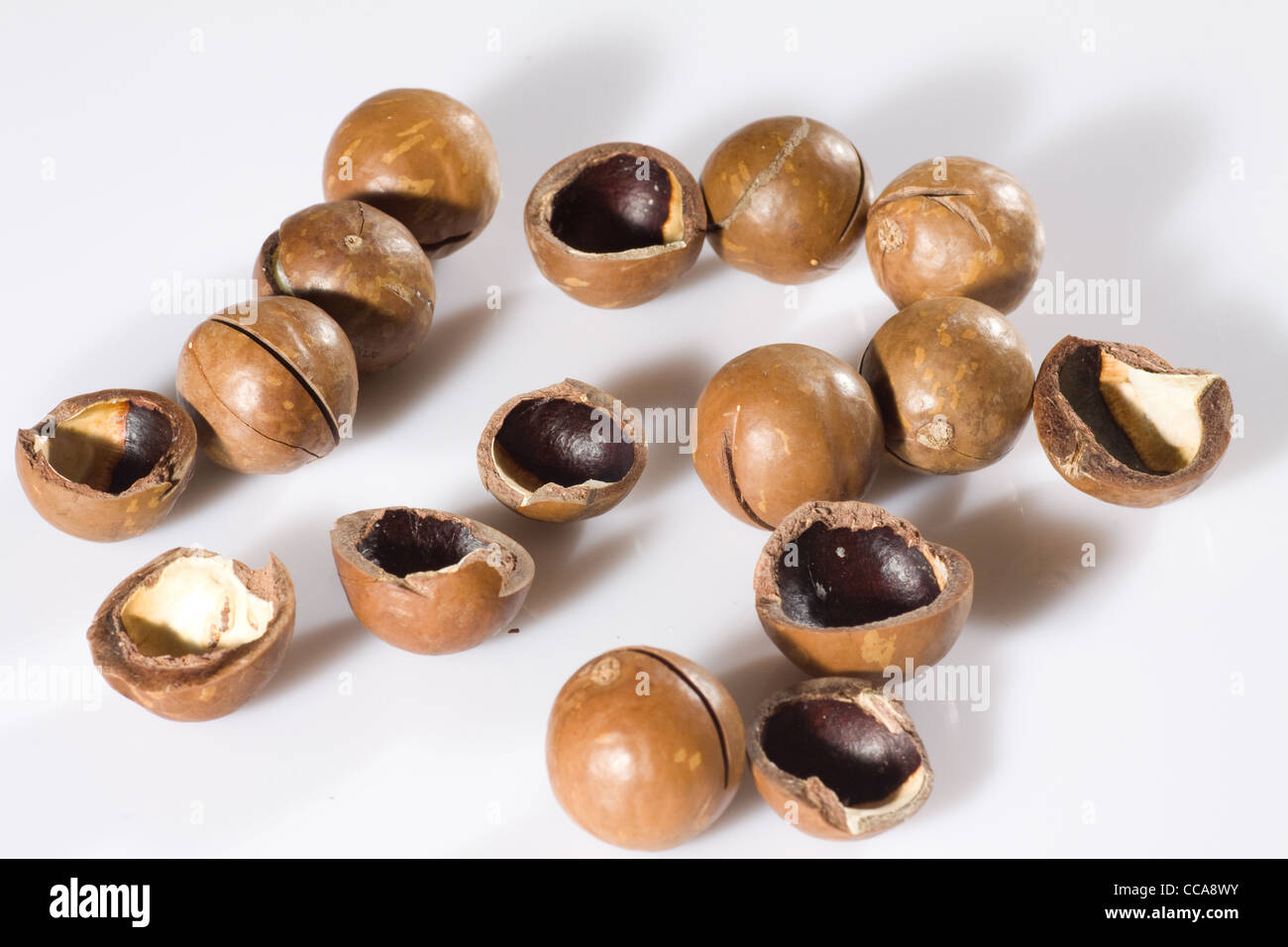 Macadamia-Nüssen Stockfoto