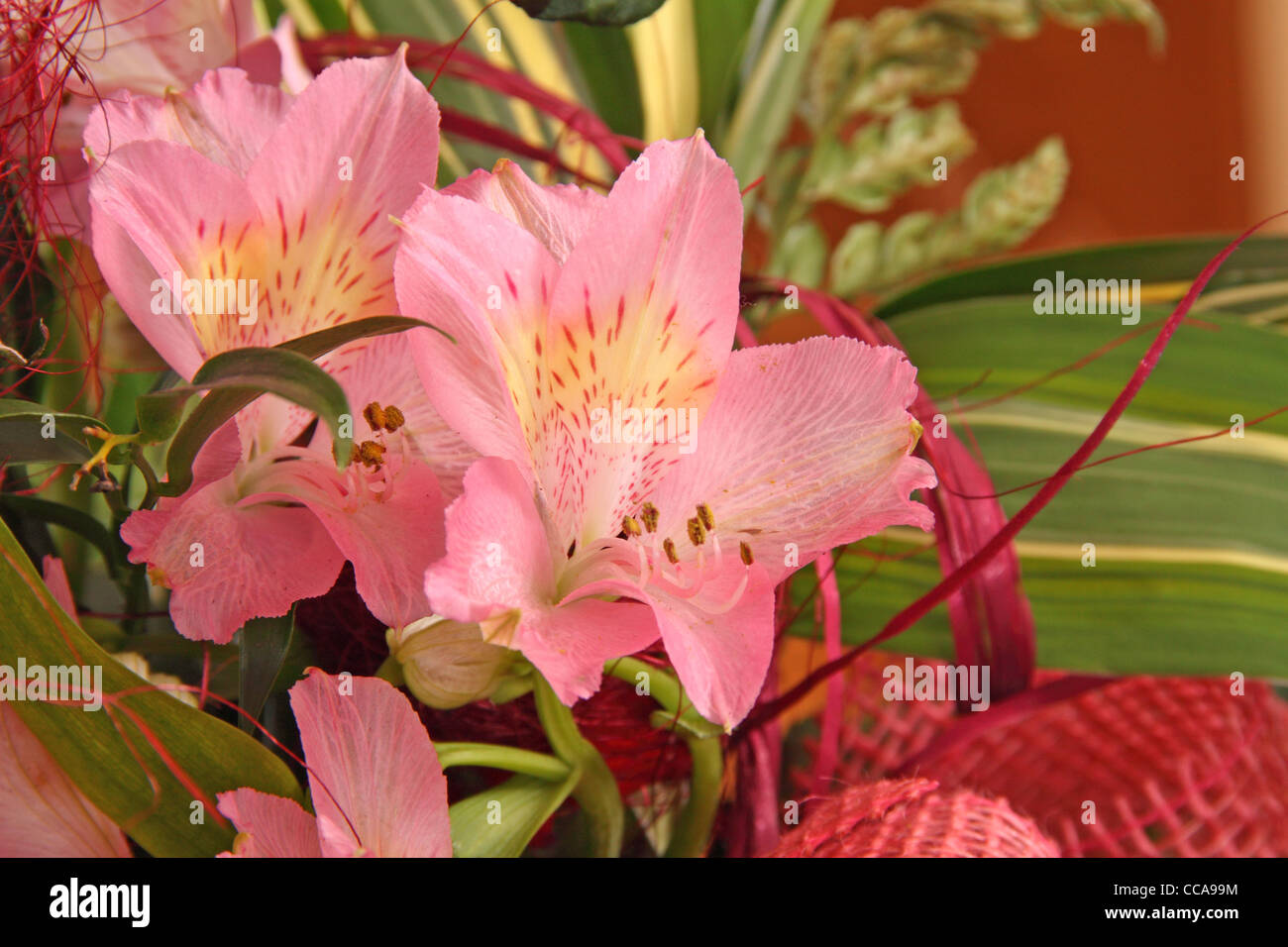 Orchidee, abstrakten floralen Hintergrund, farbige Foto Stockfoto