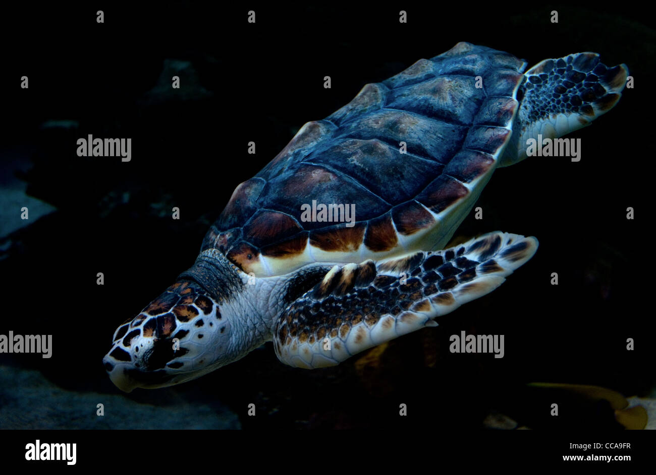 Schwimmen der Unechten Karettschildkröte, Caretta caretta Stockfoto