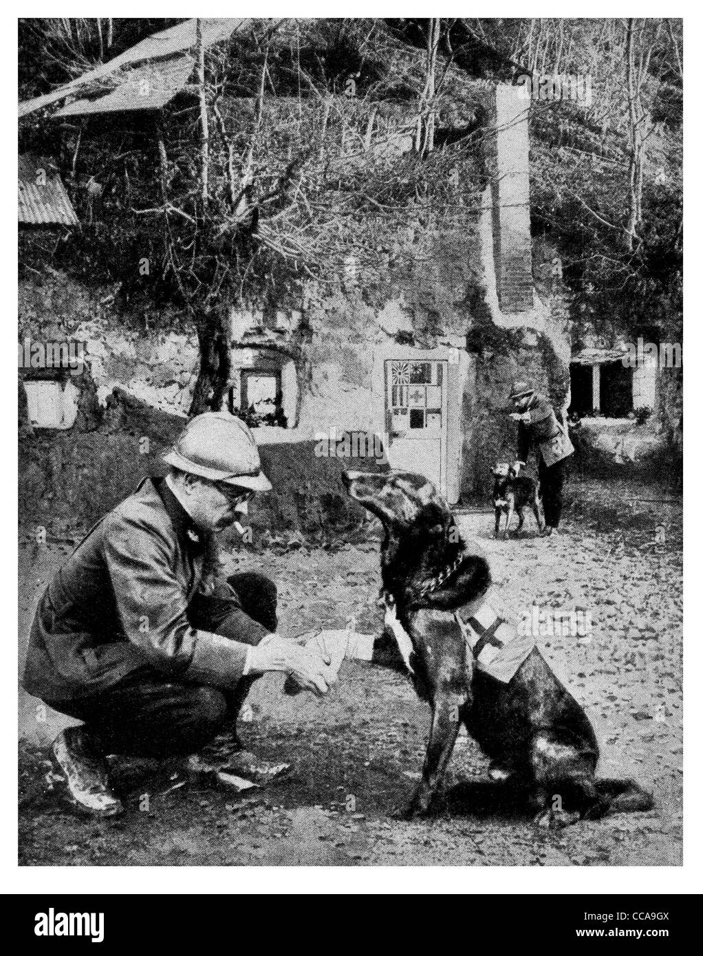 Französische Rote Kreuz Hund verletzt verletzte Pfote gekleidet Binde, die Armee Arzt 1916 mans bester Freund Amtsarzt Rauchen Haustier Hund Stockfoto