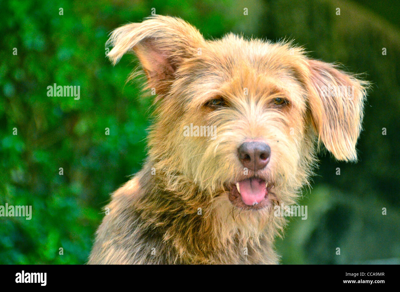 Shaggy Dog. Stockfoto