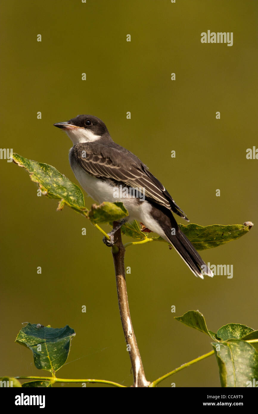 Östlichen Kingbird Tyrannus Tyrannus Oak Hängematte Marsh, Manitoba, Kanada 23 August Erwachsenen Tyrannidae Stockfoto