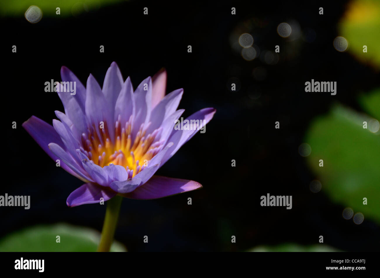 Eine schöne lila asiatischen Seerose. Stockfoto