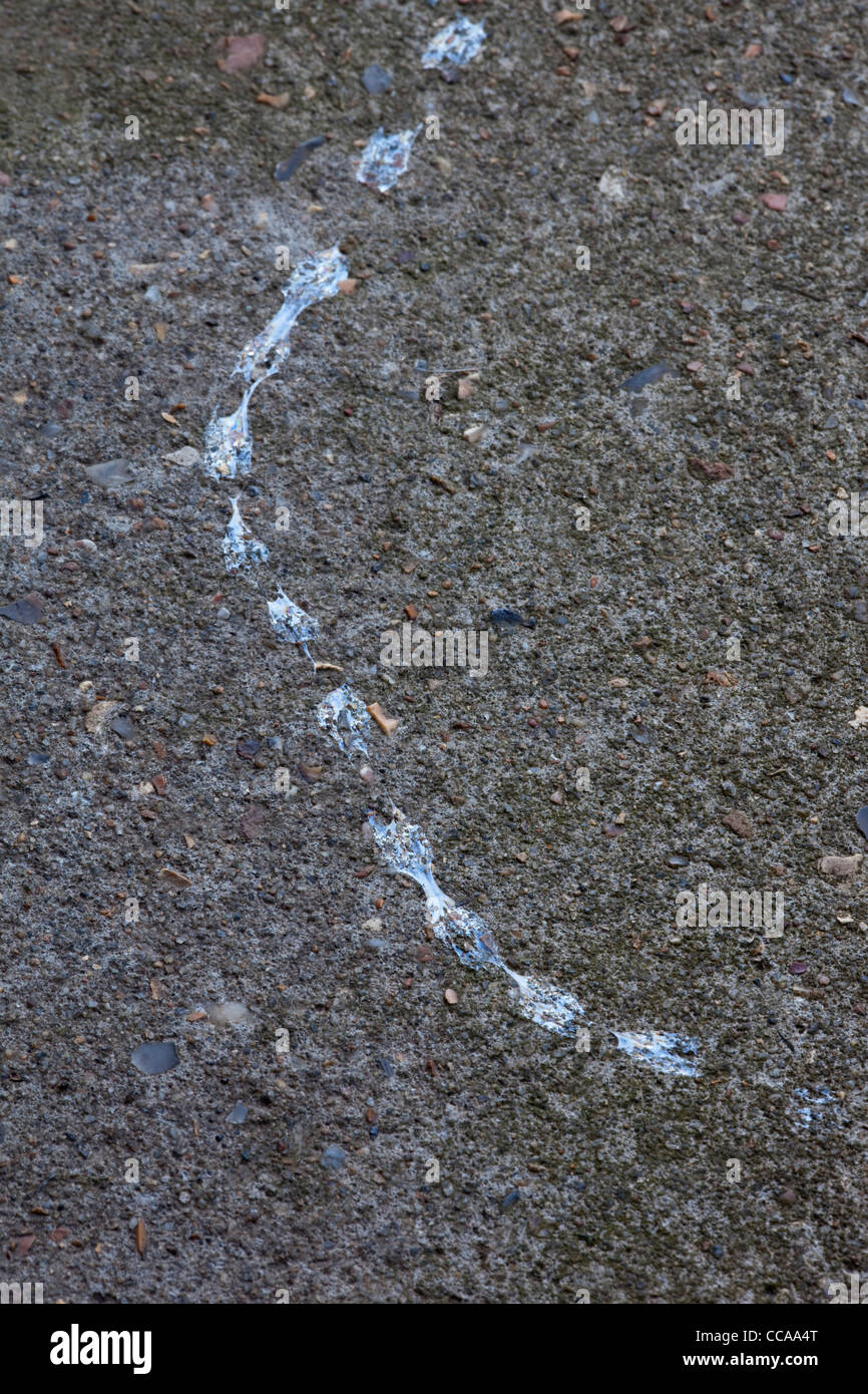 Garten-Schnecke (Helix Aspersa). Schleim-Trail über eine Tür. Stockfoto