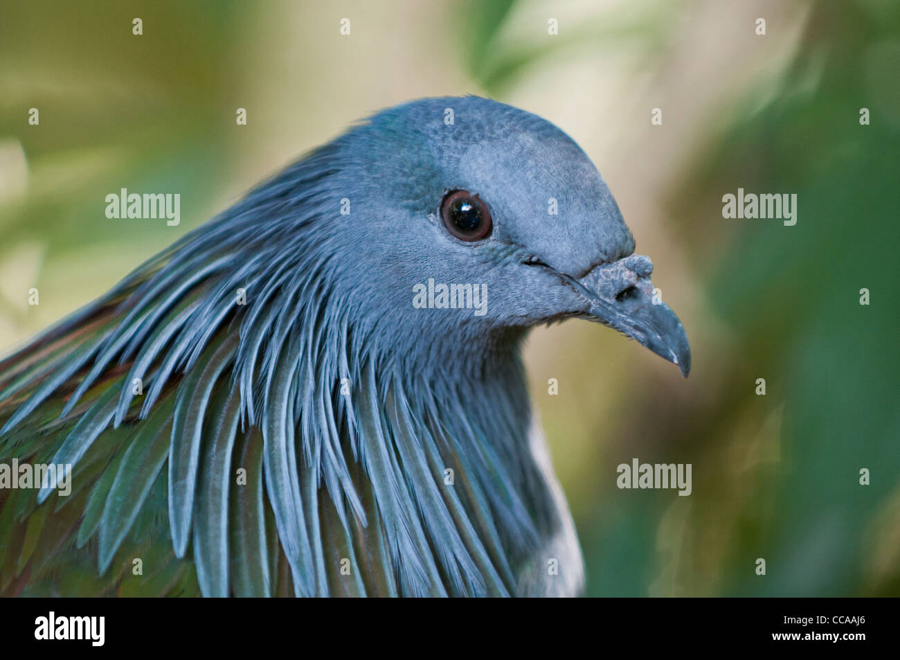 Nicobar Taube Stockfoto