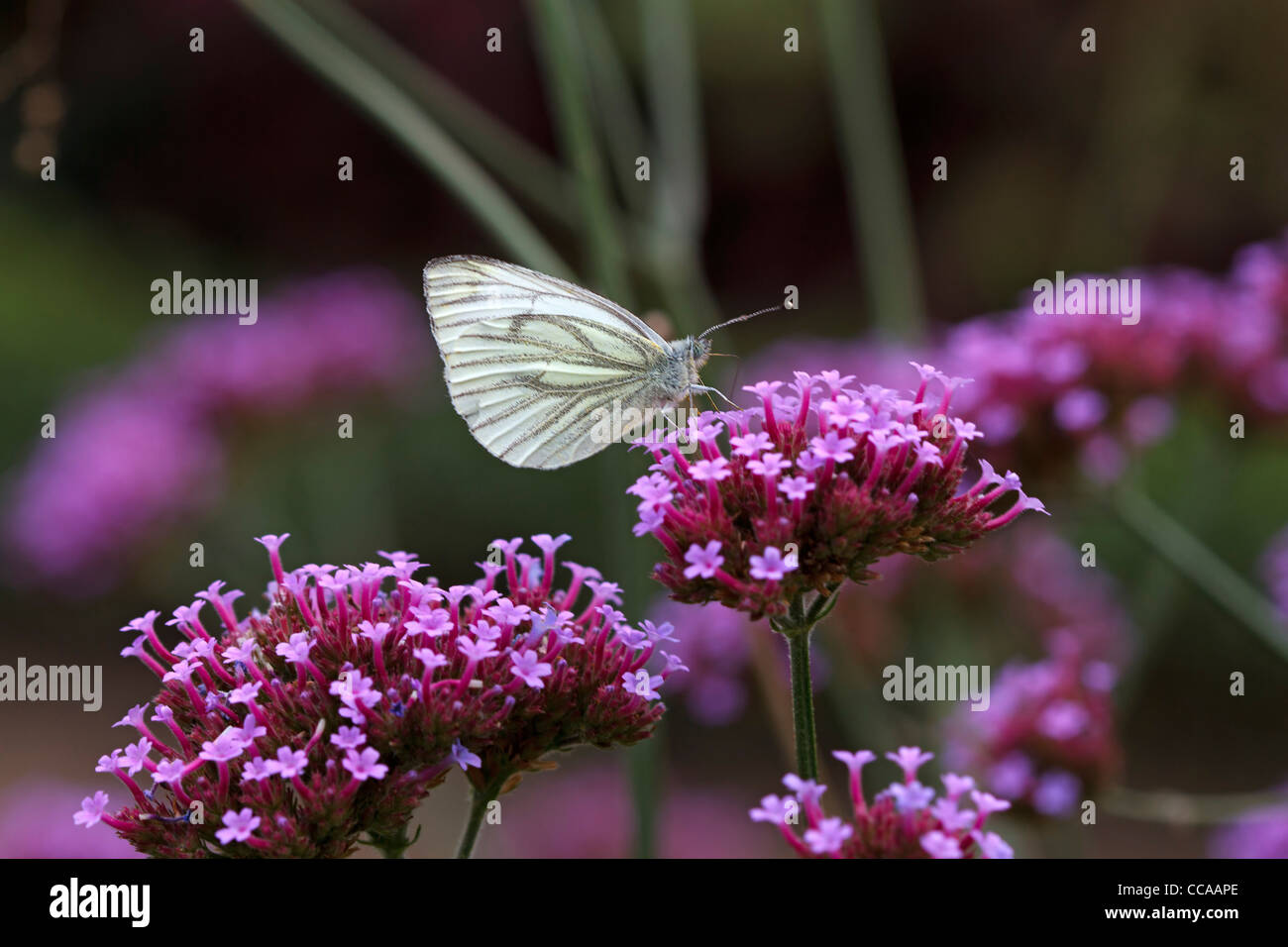 Grün geädert weißen Schmetterling auf Clustertop Eisenkraut Stockfoto Grün geädert weißen Schmetterling auf Clustertop Eisenkraut Stockfoto
