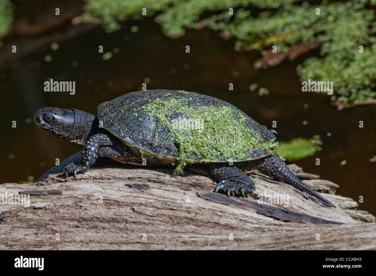 Europäische Sumpfschildkröte (Emys orbicularis). Mit Wasserlinsen (Lemna sp. An der Shell oder Panzers. Stockfoto