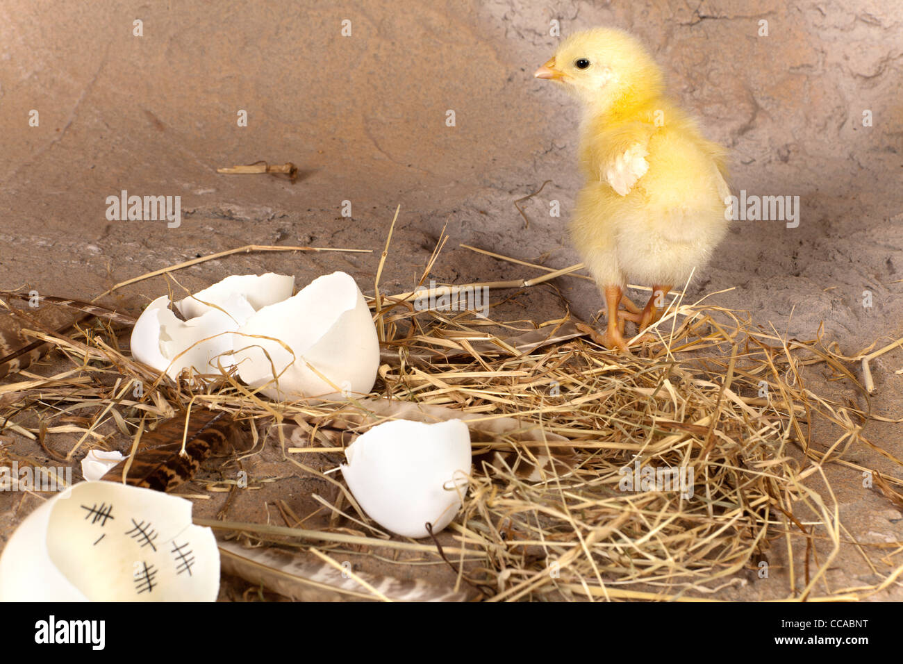 Osterküken zu Fuß entfernt, eine Eierschale mit einem Kalender innen gelb Stockfoto