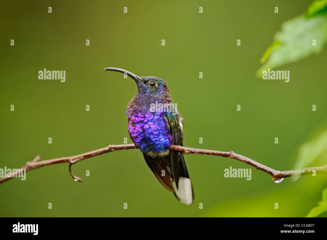 Ruhenden Kolibri Stockfoto