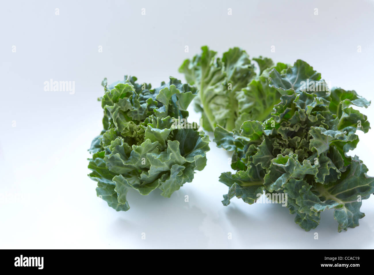 Puchiveru Anlage Stockfoto