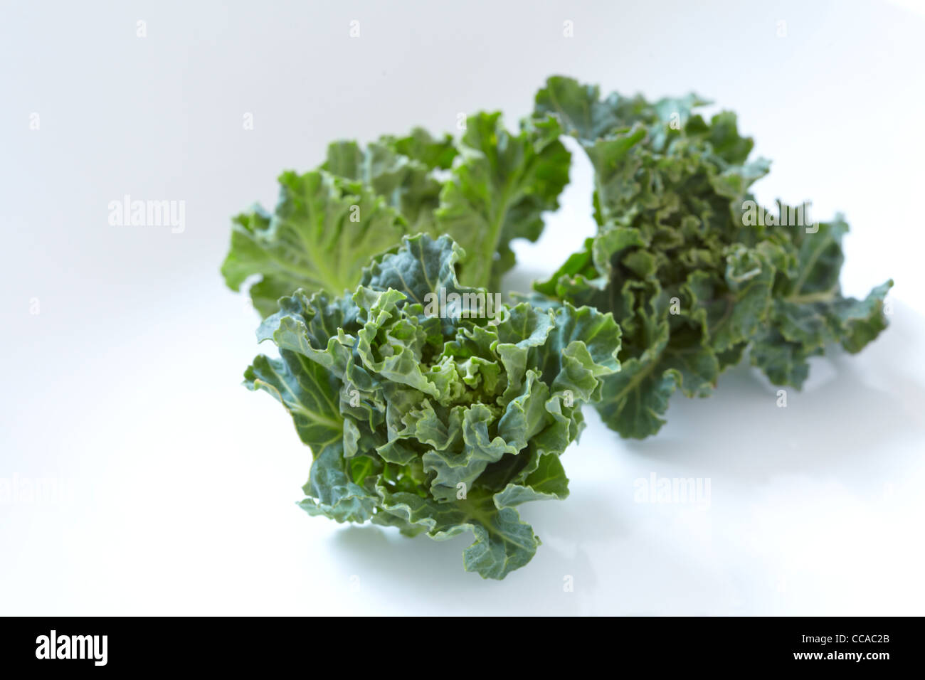 Puchiveru Anlage Stockfoto