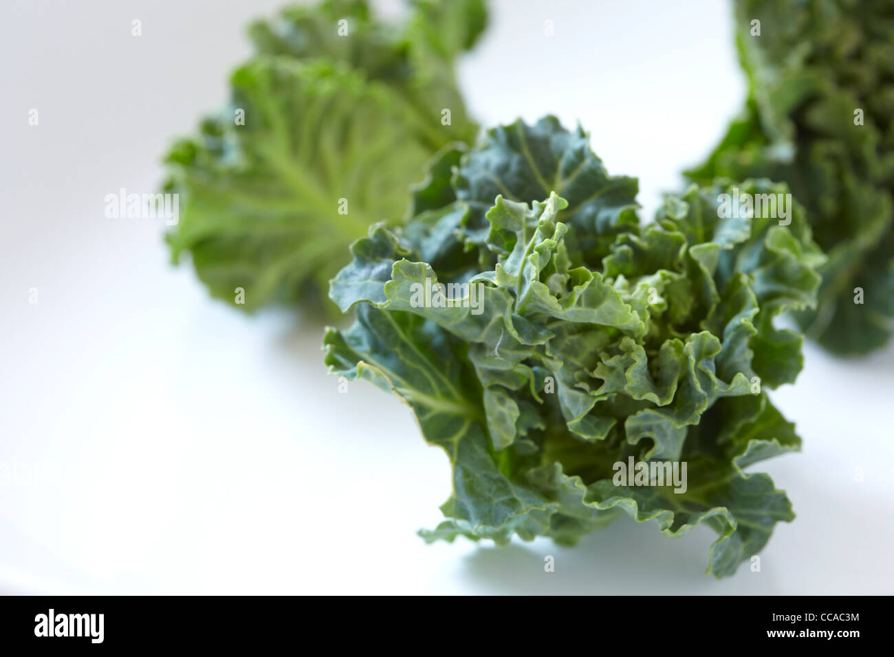 Puchiveru Anlage Stockfoto